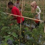 Kelompok Tani Bedato Mandiri Kelurahan Jati Panen Ratusan Kilogram Tomat