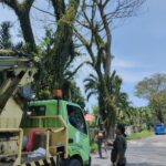 PLN Diduga Merusak Pohon Hingga Cemari Lingkungan