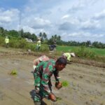 Babinsa Bantu Petani Tanam Padi di Kao Barat