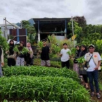 Mahasiswa Agribisnis UMMU Tunjukkan Aksi Nyata: Panen Raya Sayuran Hasil Belajar di Lahan Agrowisata
